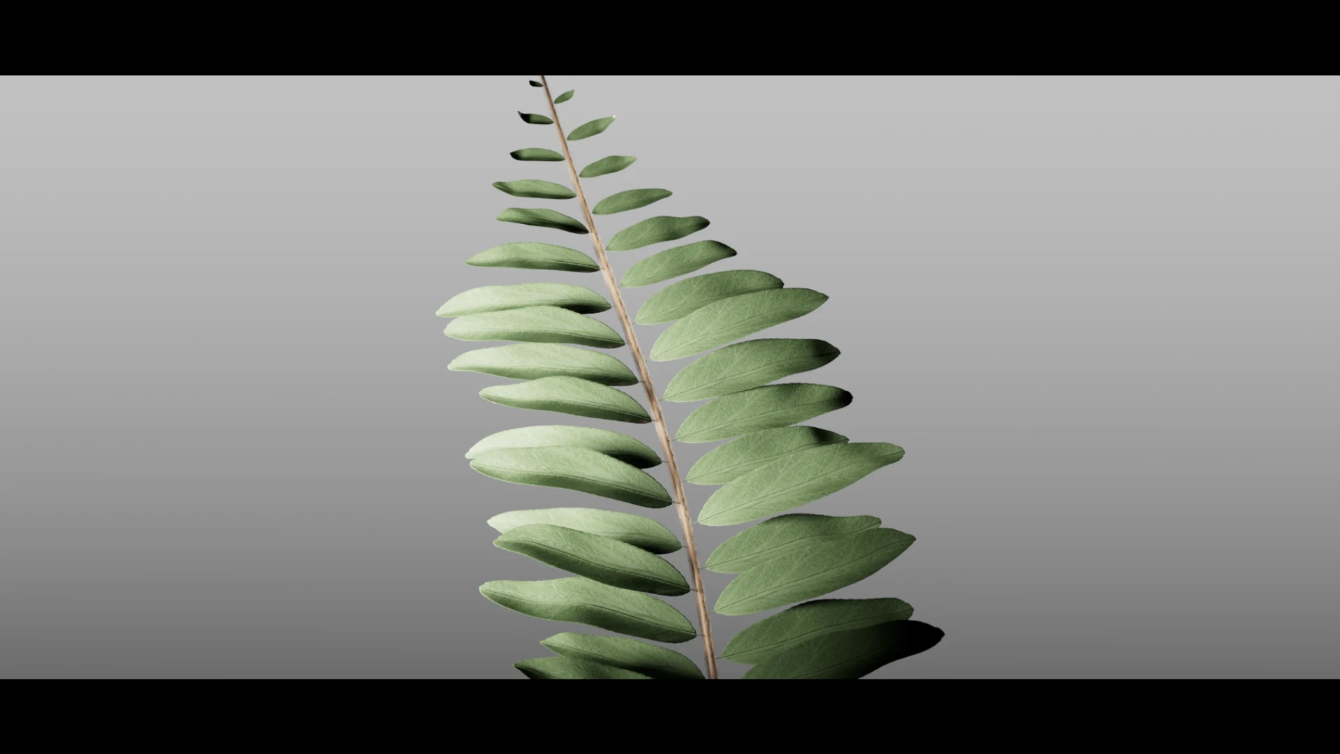 Veloura — selected frame 4